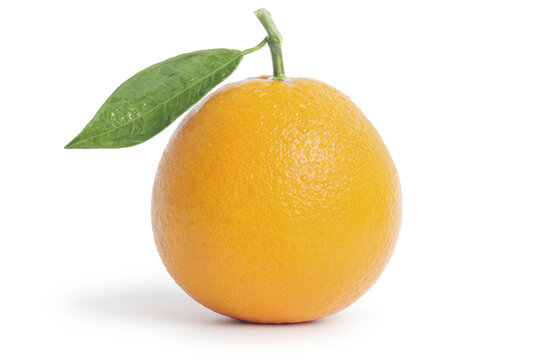 夏橙