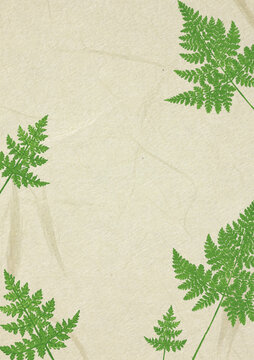 绿色蕨类植物纸纹边框