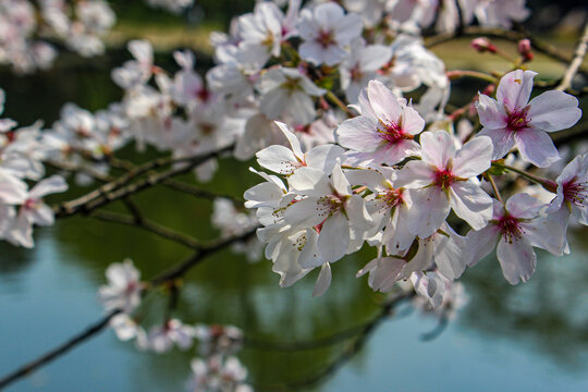 山桃花