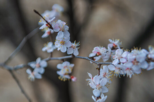 山桃花