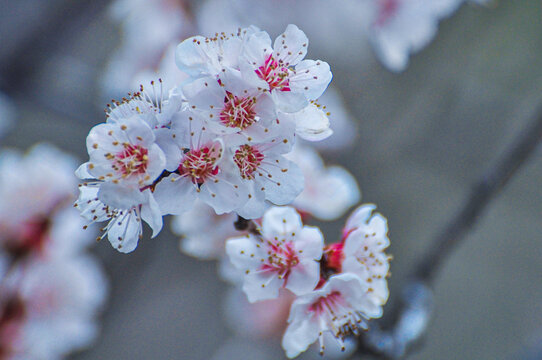 山桃花