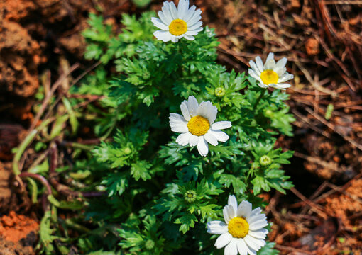 白晶菊