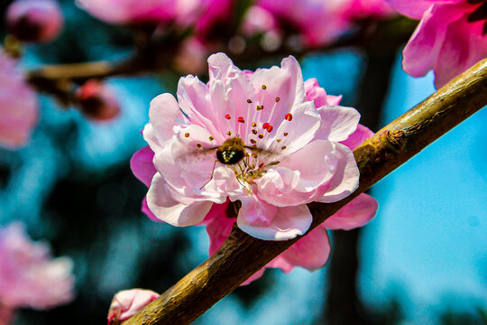 蜜蜂采蜜