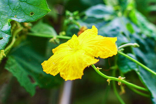 丝瓜花