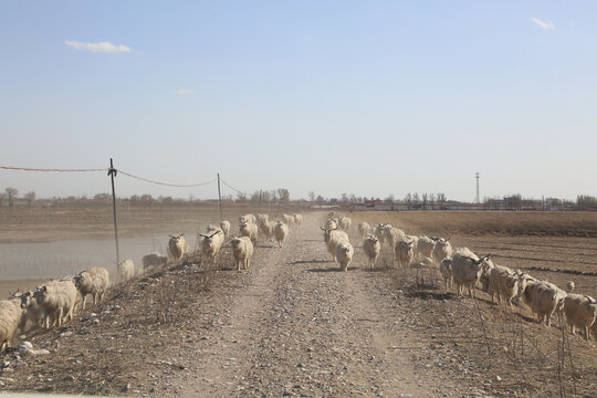 路上羊群