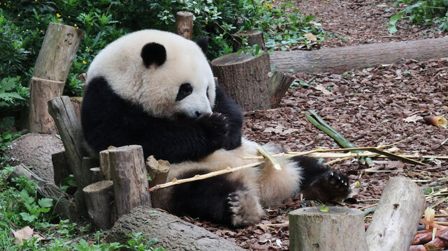 大熊猫花花安静花