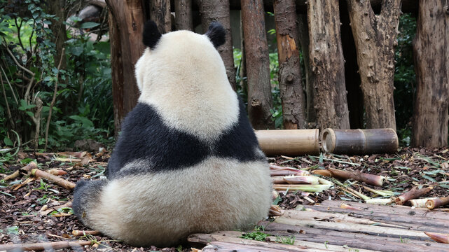 大熊猫背影