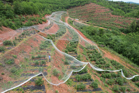 蓝莓基地航拍