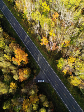 俯视桦树林公路