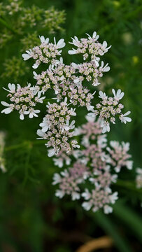 香菜开花