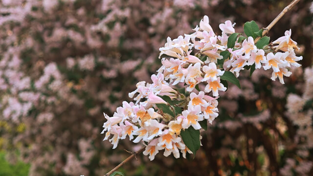 春天盛开的猬实花