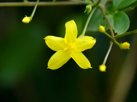 一朵黄色的探春花