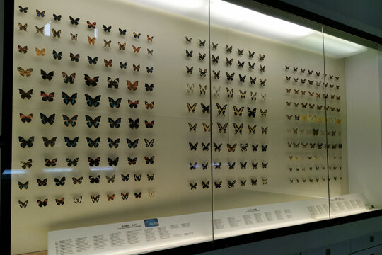 国家动物博物馆蝴蝶展厅