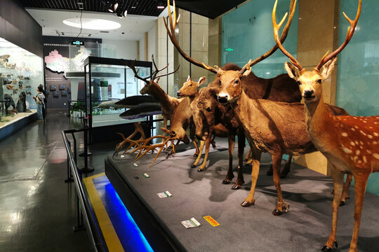 国家动物博物馆濒危动物展厅