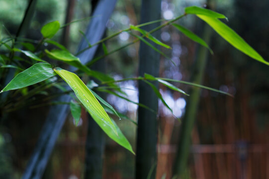 竹子节外生枝