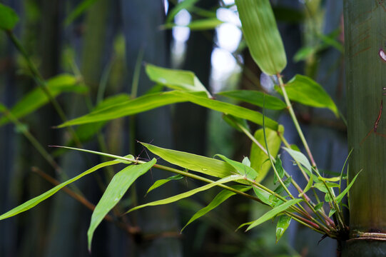 竹子节外生枝