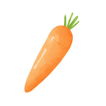 胡萝卜水彩插画蔬菜素材