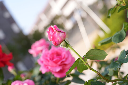 玫瑰花特写