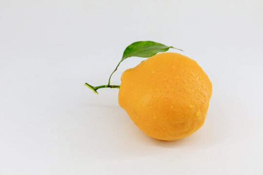 白底拍摄的丑橘