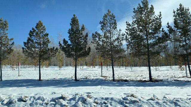 北方雪景和树木