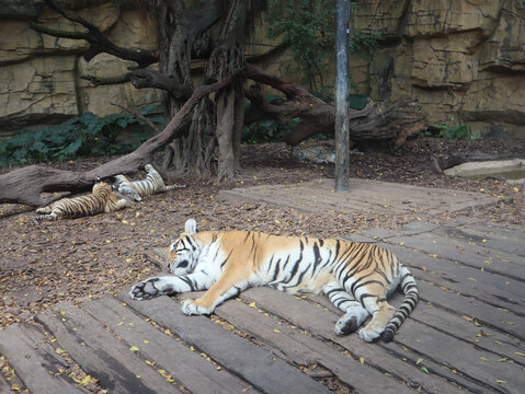 老虎在睡觉