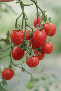 小番茄圣女果樱桃番茄