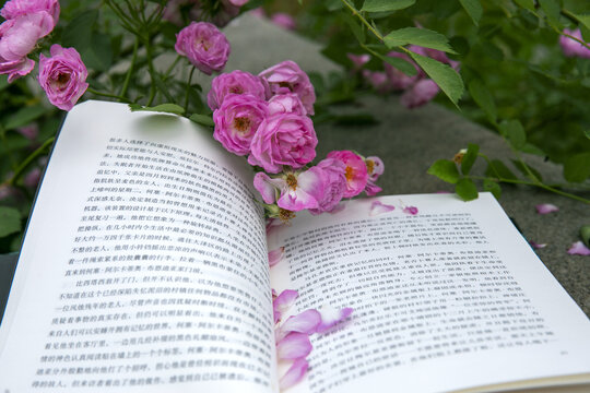 蔷薇与书香