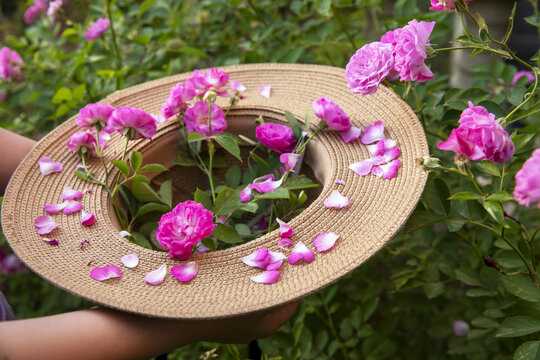 草帽里的蔷薇花