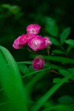 春天的蔷薇花簇