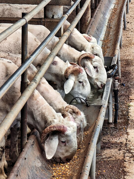 肉羊的养殖