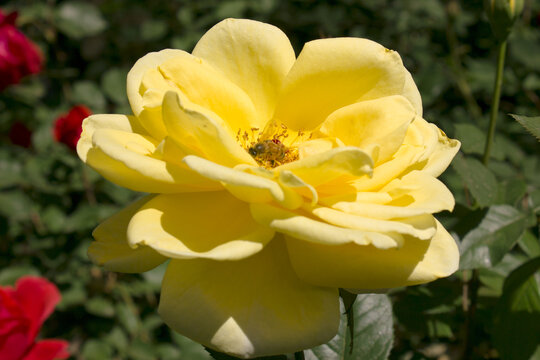 黄色月季花蜜蜂采蜜