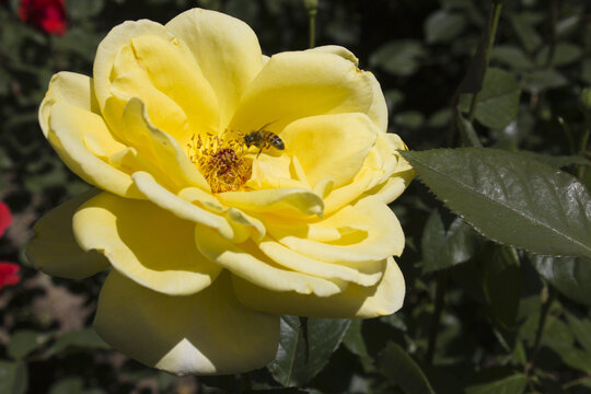 春季黄色月季花蜜蜂采蜜场景