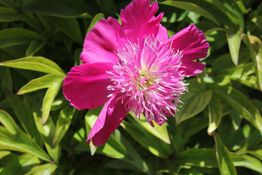 芍药花特写