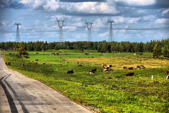 阿尔山公路旁牧牛
