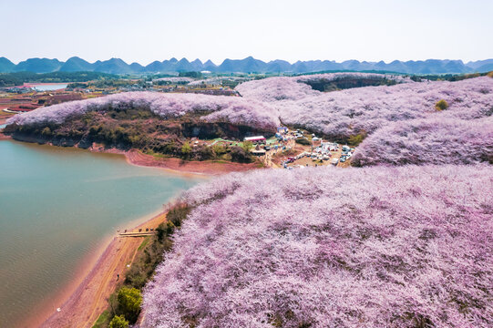 贵州贵安万亩樱花
