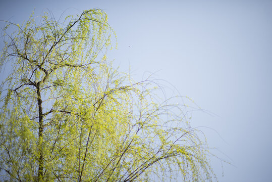 春天阳光下蓝天中的柳树特写微距