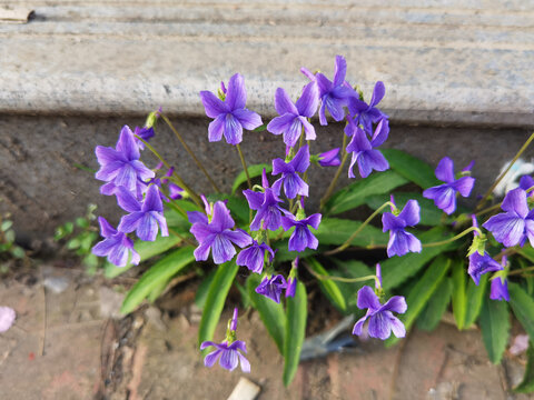 紫花地丁