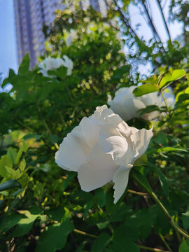 白色牡丹花