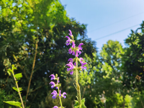 丹参花卉特写