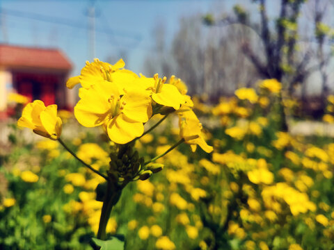 油菜花