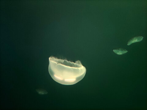 水母