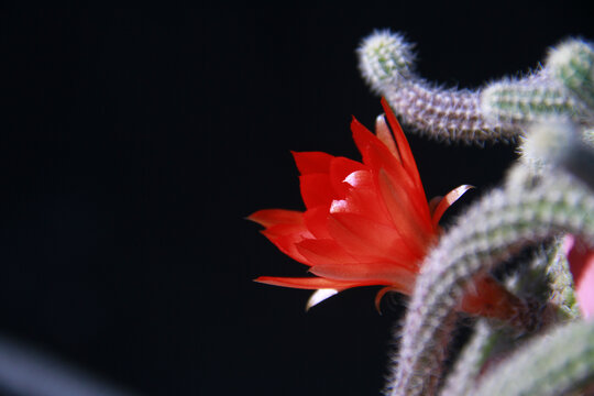 鼠尾掌花绽放