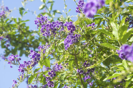 假连翘花草