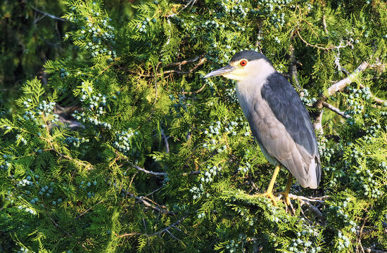 山东枣庄岩马湖畔树林的鹭鸟
