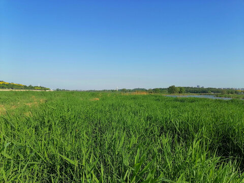 石家庄滹沱河生态湿地