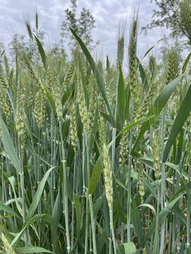 农作物之麦子麦穗