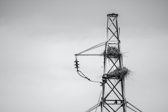 电线塔上的鸟窝