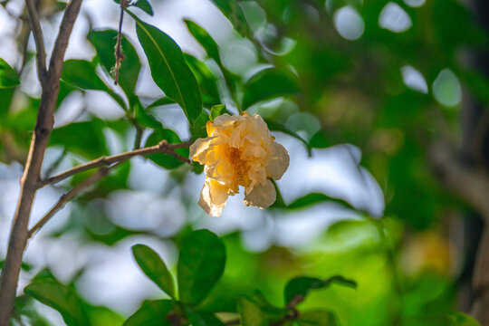 黄色石榴花特写