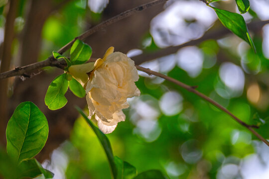 黄色石榴花特写