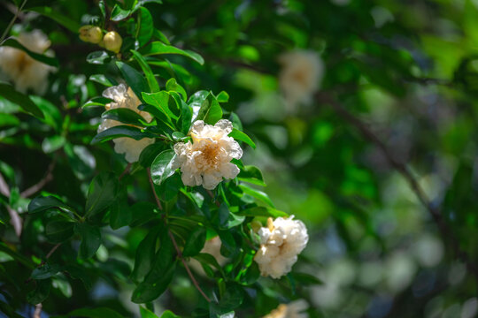 淡黄色石榴花